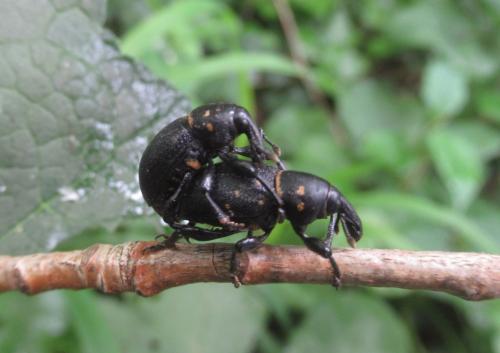 Liparus coronatus